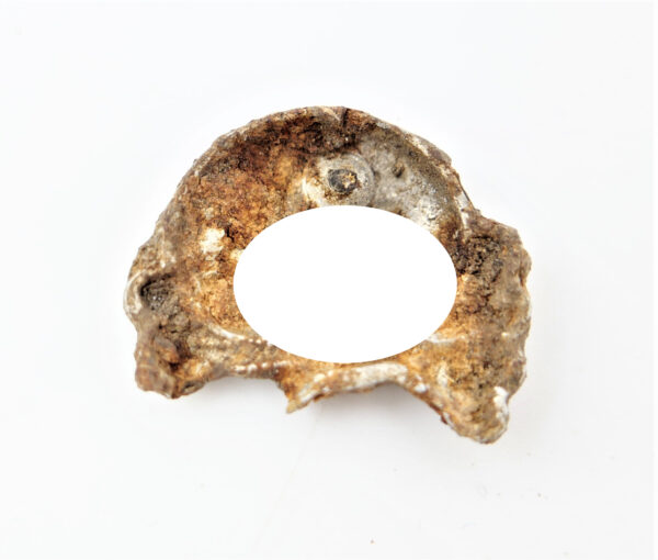 Totenkopf – Auflage für den Kragenspiegel – Panzerbesatzungen – Panzer – Bodenfund – Bild 2